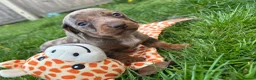 Miniature Dachshund dogs for sale: Miniature dachshund puppies KC REG PRA CLEAR - Advert 3