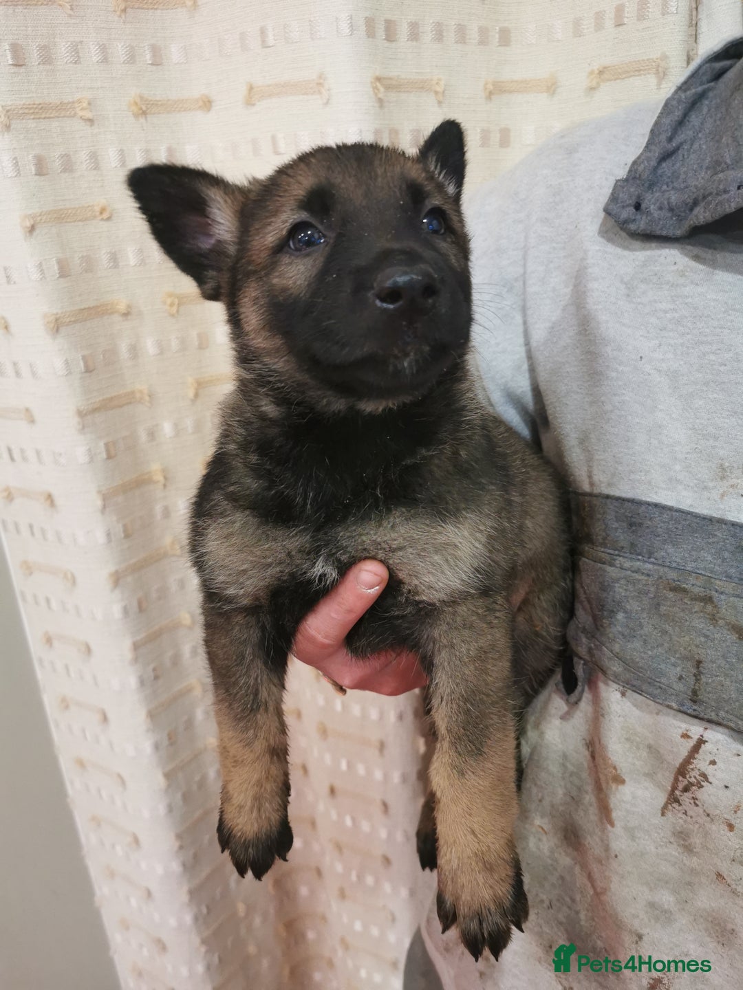 Belgian Shepherd Dog dogs for sale: Belgian malinois cross Czech Shepherd  - Advert 9