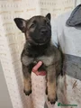 Belgian Shepherd Dog Puppy 1