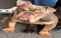 English Bulldog dogs for sale: Female lilac and tan English bulldog - Image 3