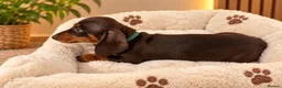 Miniature Dachshund dogs for sale: Miniature Dachshund Puppies  - Advert 10