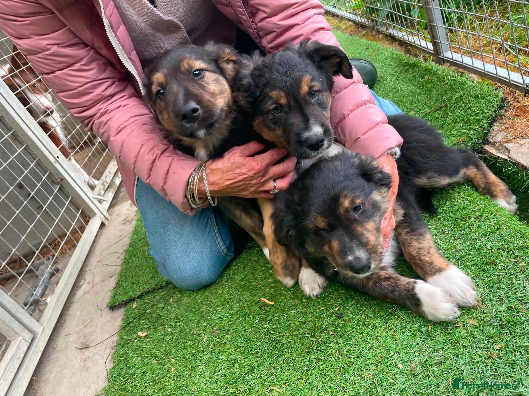 Mixed Breed dogs Gorgeous Collie cross Retriever pups - Advert 13