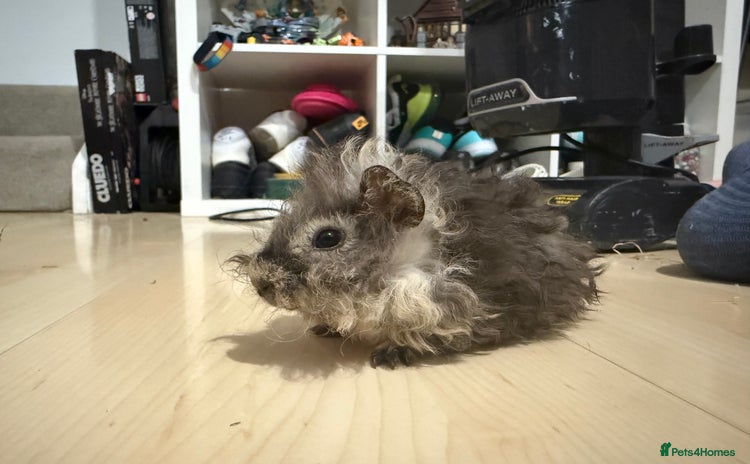 Guinea Pig rodents - Advert 1