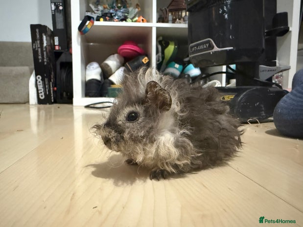 Guinea Pig rodents - Advert 12