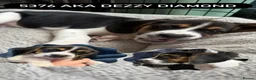Beagle dogs for sale: Beautiful Boy Beagles - MUM DNA and Health Tested - Advert 9