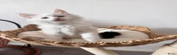 Maine Coon cats for sale:     🌟🌟Amazing Kittens Maine Coon 🌟🌟 - Advert 20