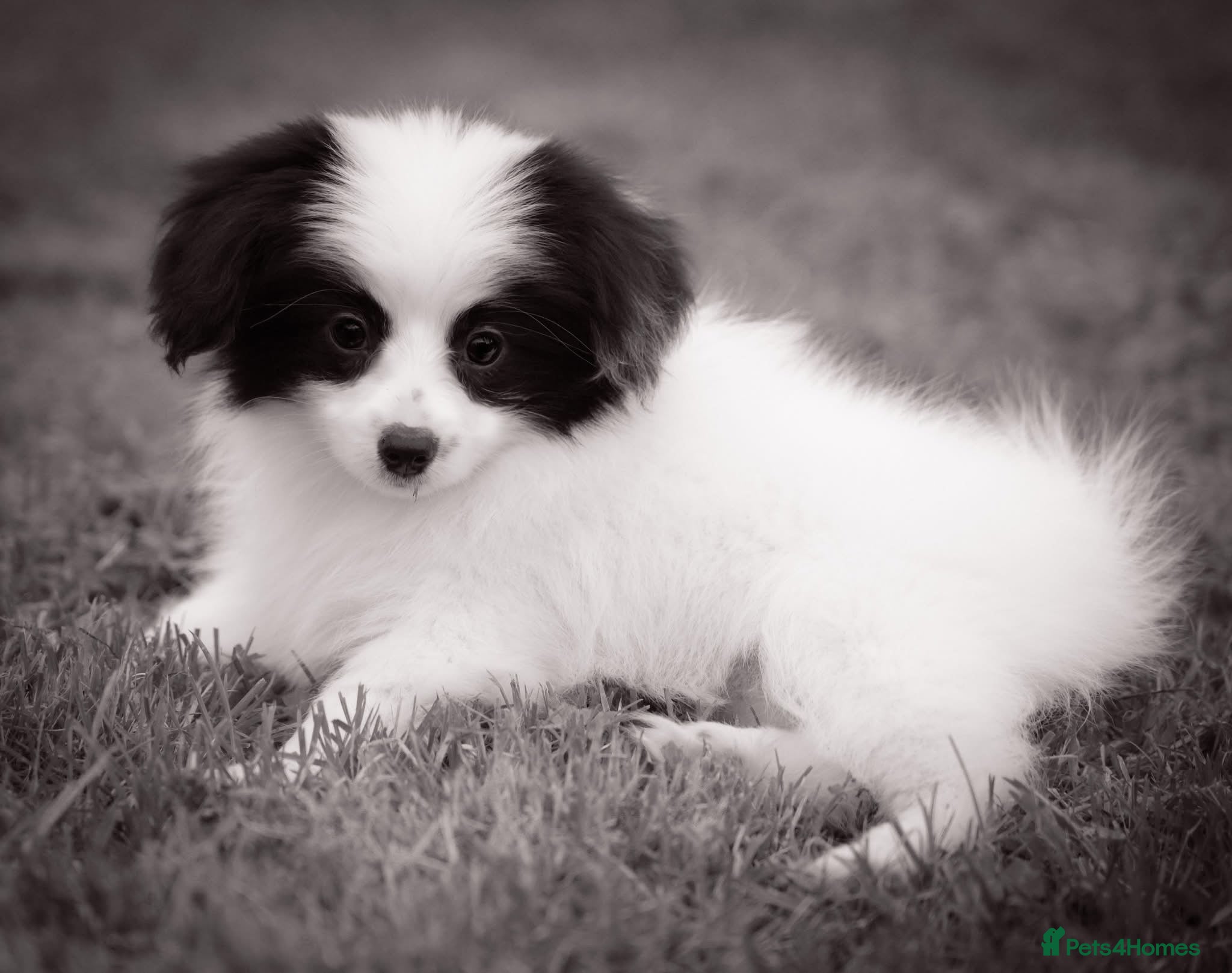Papillon dogs HEALTH TESTED Papillon & Phalene  - Advert 1