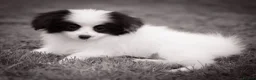 Papillon dogs for sale: HEALTH TESTED Papillon & Phalene  - Advert 1