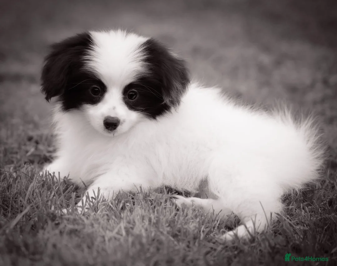 Papillon dogs for sale: HEALTH TESTED Papillon & Phalene  - Advert 1