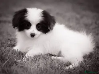 Papillon dogs HEALTH TESTED Papillon & Phalene - Advert 1