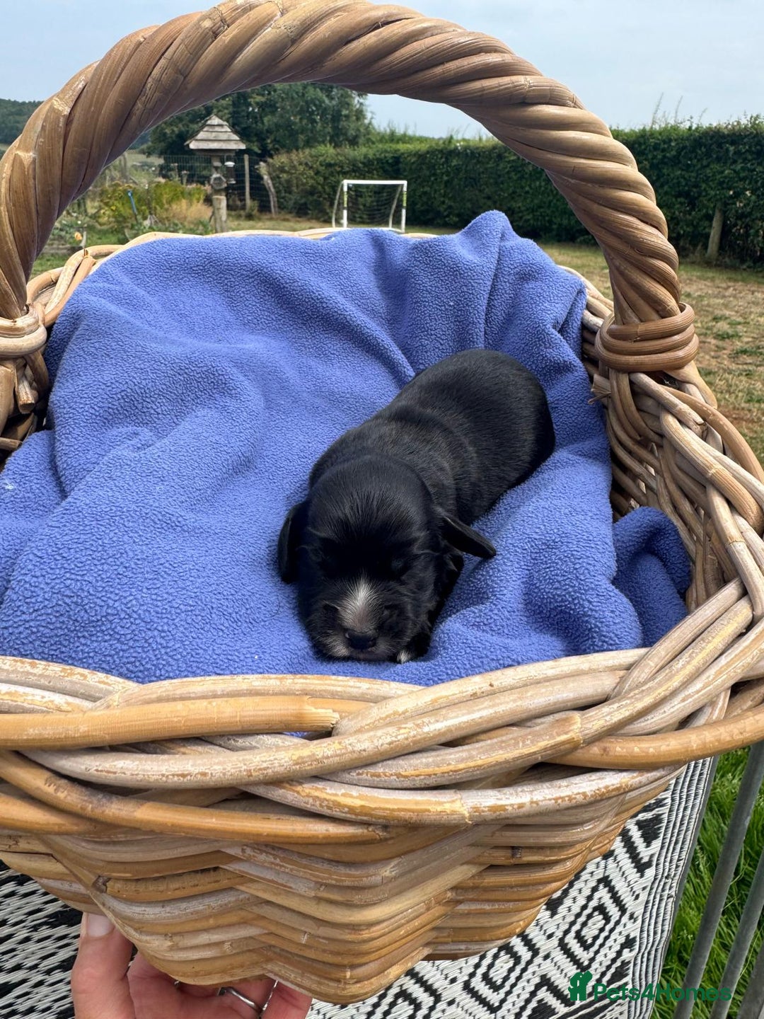 Cocker Spaniel dogs for sale: 1st Class ⭐️⭐️⭐️⭐️⭐️ Licensed - Image 6