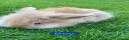 Mini Lion Lop rabbits for sale: Mini lion head lop babies  - Advert 2