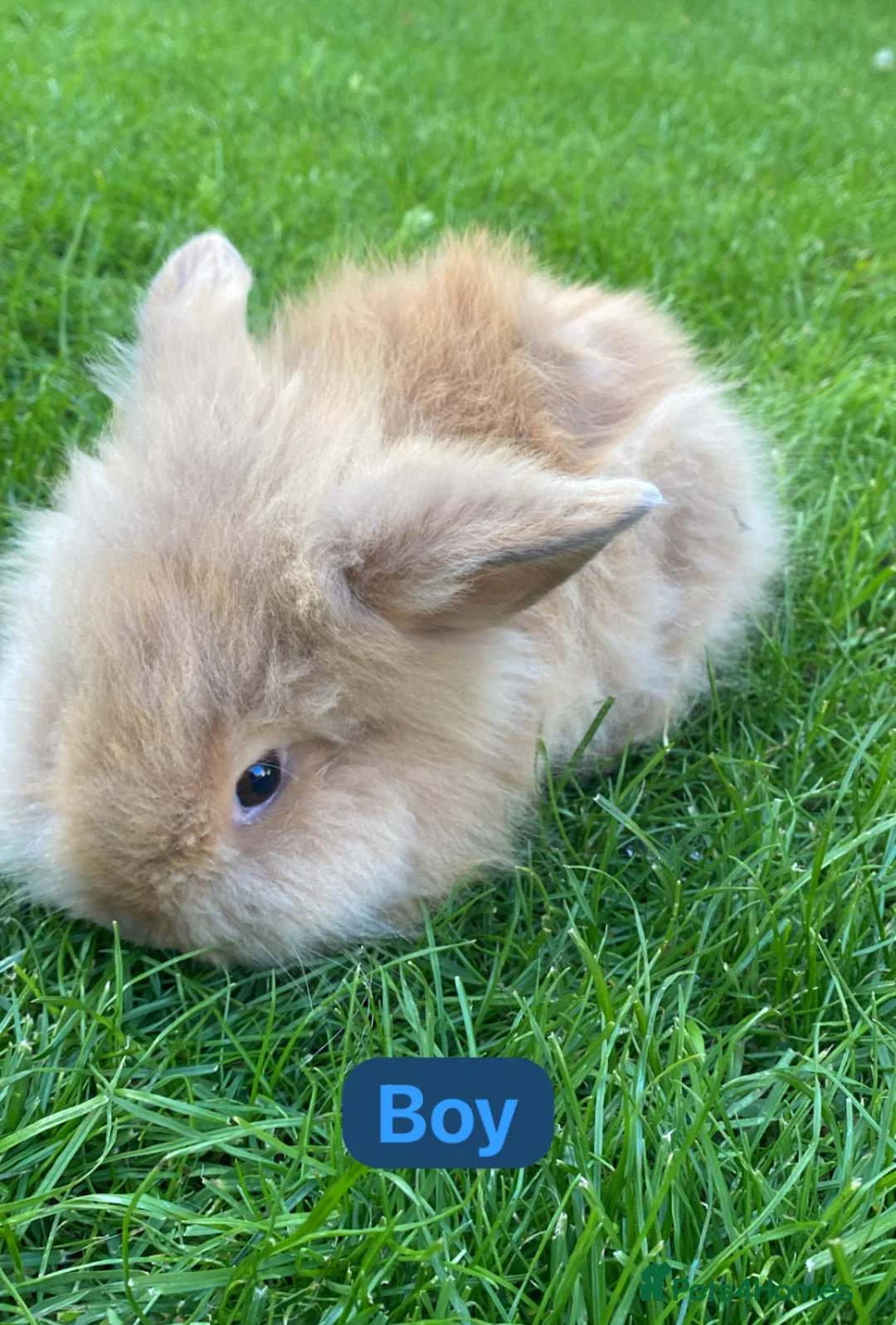 Mini Lion Lop rabbits for sale: Mini lion head lop babies  - Advert 2
