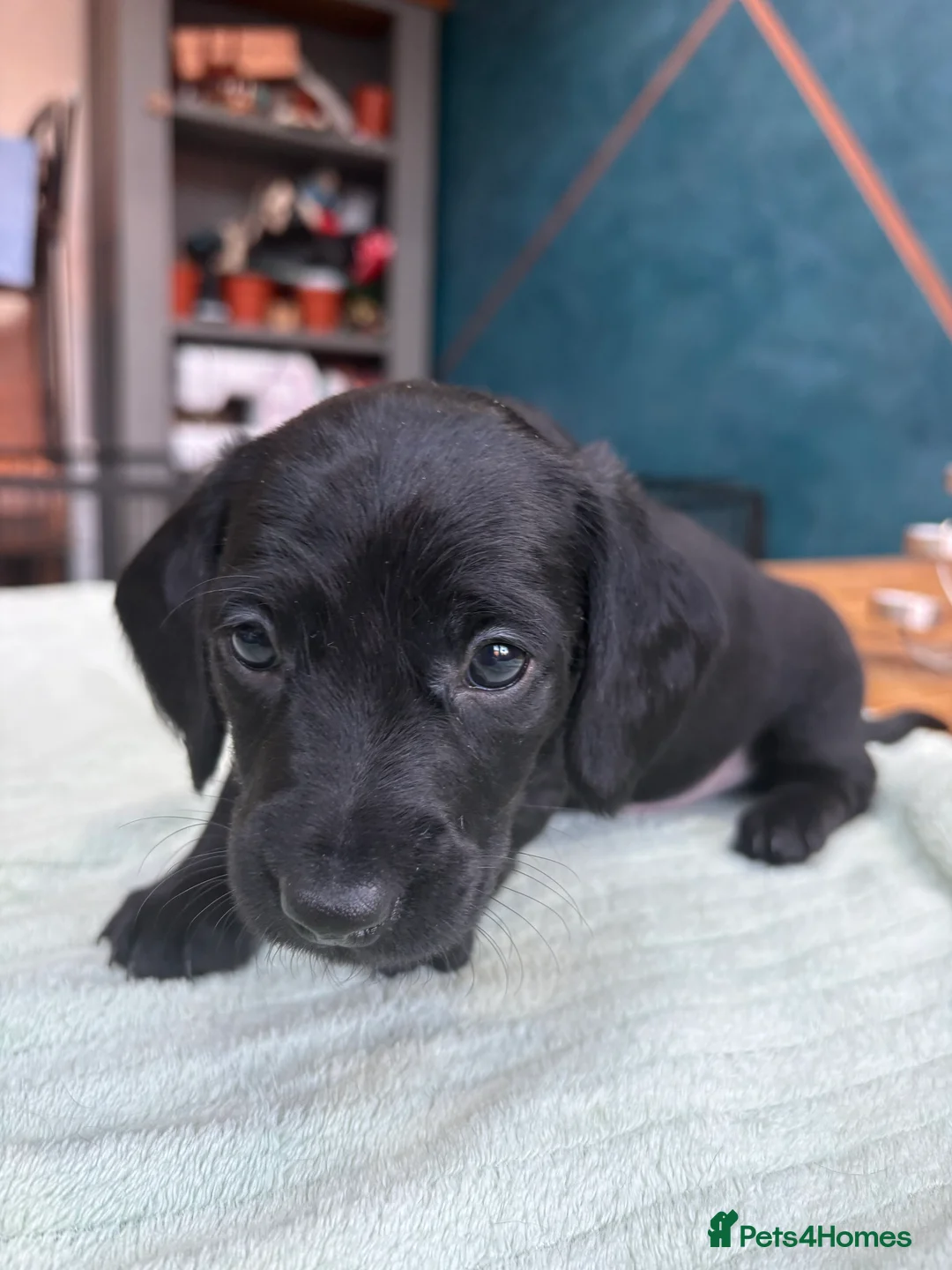 Mixed Breed dogs for sale: Doxiepoos - Advert 3