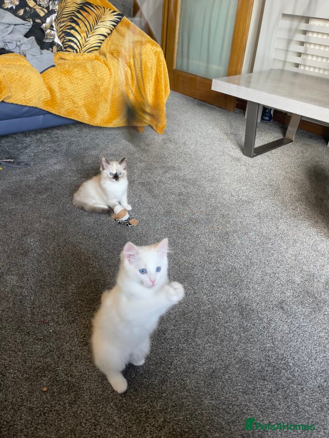Ragdoll cats for sale: Ragdoll adults Purebred pedigree 5 generations  - Image 14