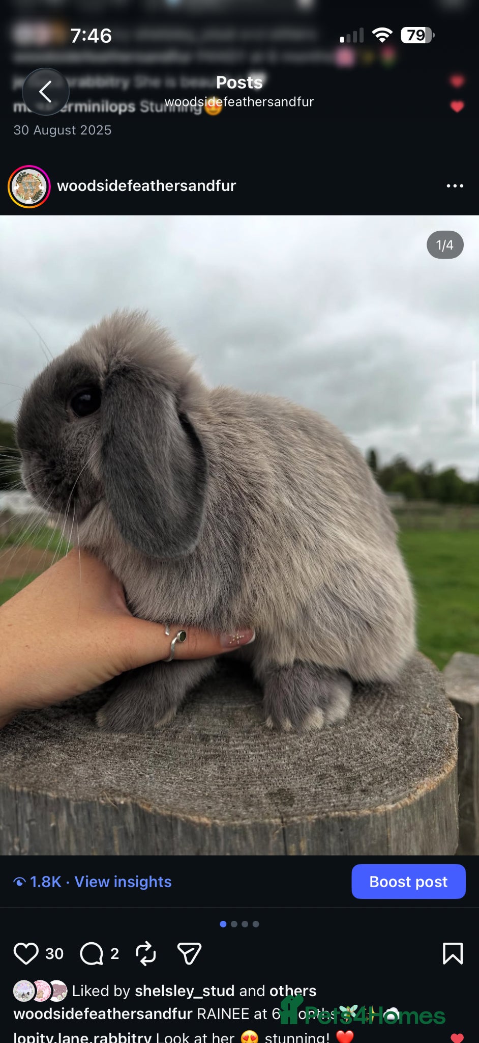 Mini Lop rabbits for sale: Mini lops looking for new homes  - Advert 5