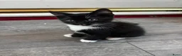 Mixed Breed cats for sale: 2 kittens for sale  - Advert 2