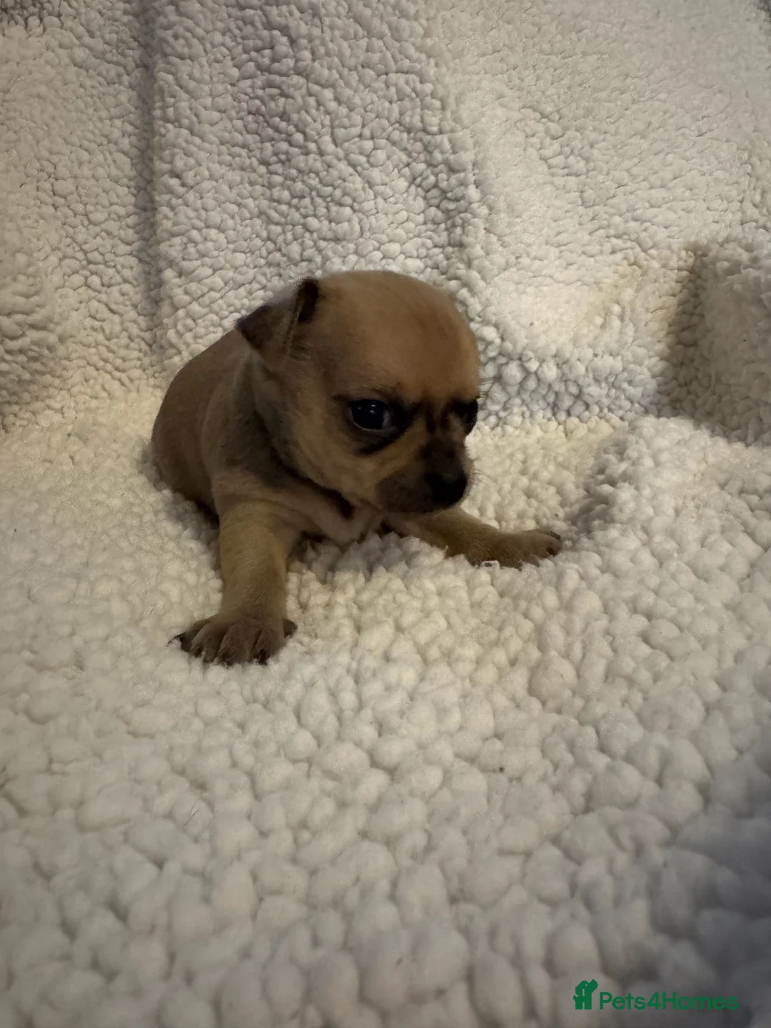 Chihuahua dogs for sale: 1 girl 1 boy  - Advert 7