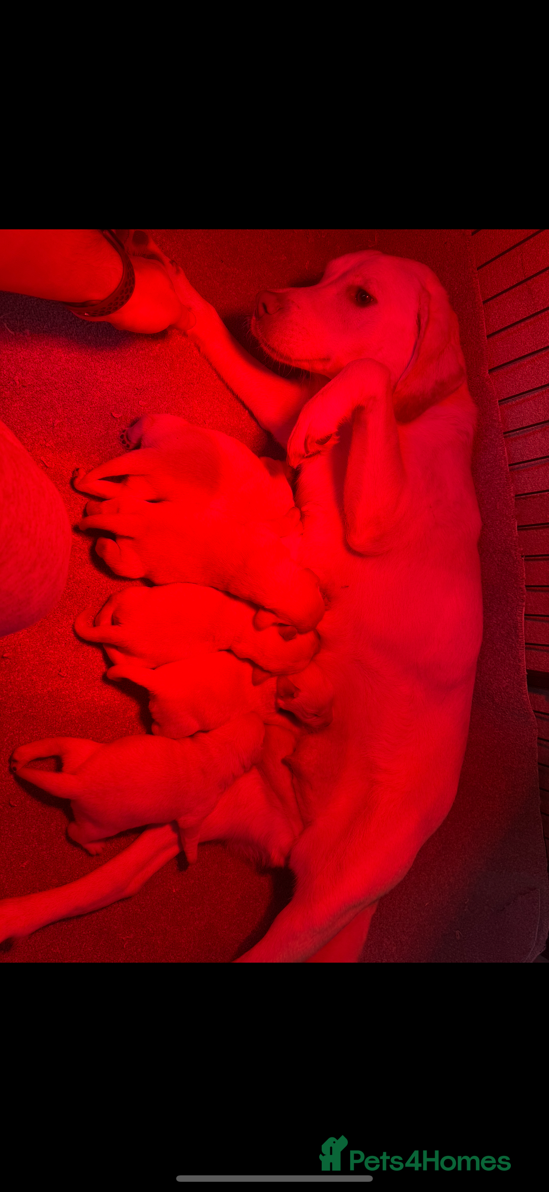 Labrador Retriever dogs for sale: ⭐️5 ADORABLE LABRADOR PUPPIES⭐️ - Advert 20