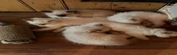 Ragdoll cats for sale: Seal point/seal point mitted and mitted blue point - Advert 10