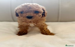 Cavapoochon dogs for sale: Premium Quality Teddy Toy Cavapoochons F1B - Advert 9