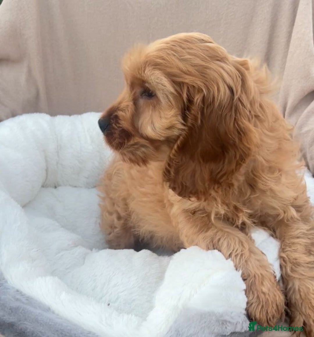 Cockapoo dogs for sale: 2 male cockapoo puppies for sale  - Advert 3