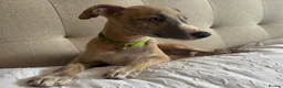 Whippet dogs for sale: Beautiful KC Registered Whippets  - Advert 15