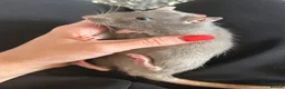 Rat rodents for sale: 4x rats and cage looking for rehoming read ad - Advert 6