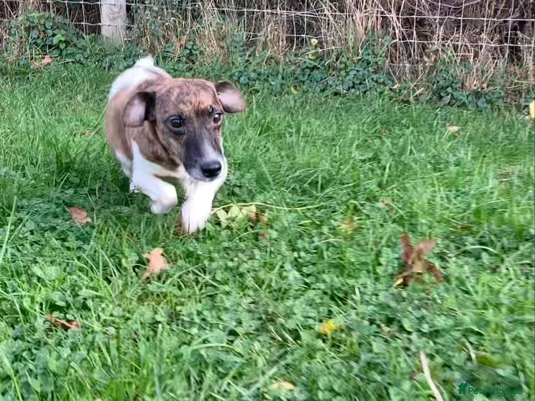 Mixed Breed dogs for sale: Border x Jack Russell girls - Advert 3