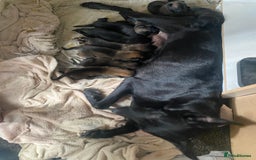Belgian Shepherd Dog dogs for sale: Belgian Malinois Puppies - Image 5