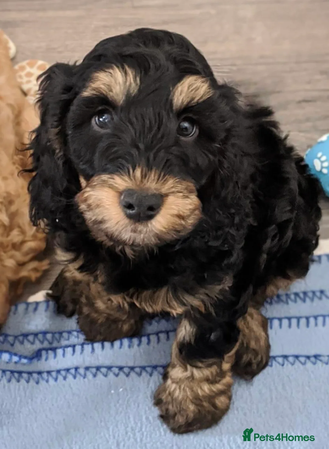 Cockapoo dogs for stud: Cockapoo F1 - Show Champion* and Proven Stud in Barnstaple - Advert 3