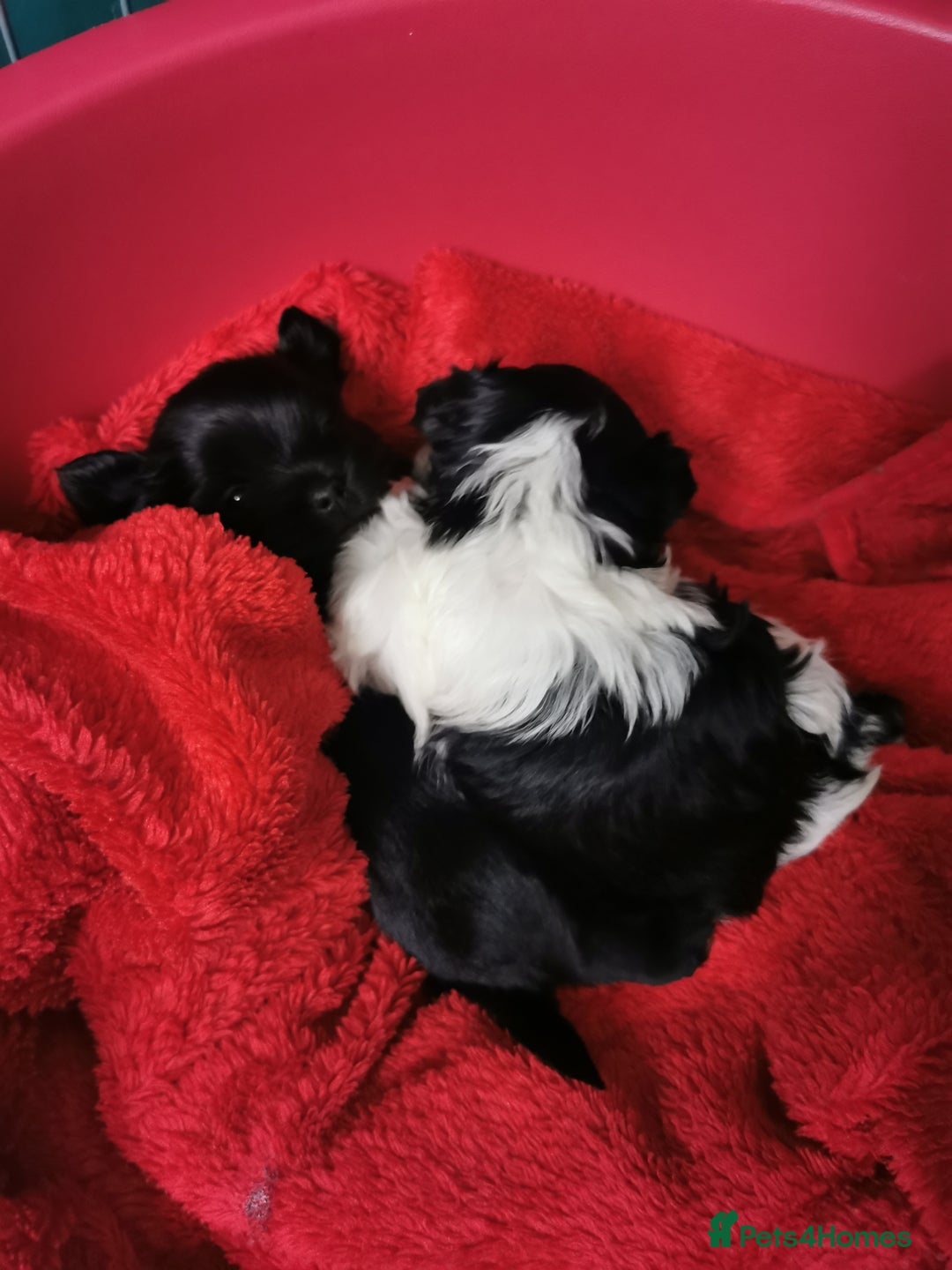 Yorkshire Terrier dogs for sale: 2 Little girl's, Yorkshire Terrier. - Advert 3