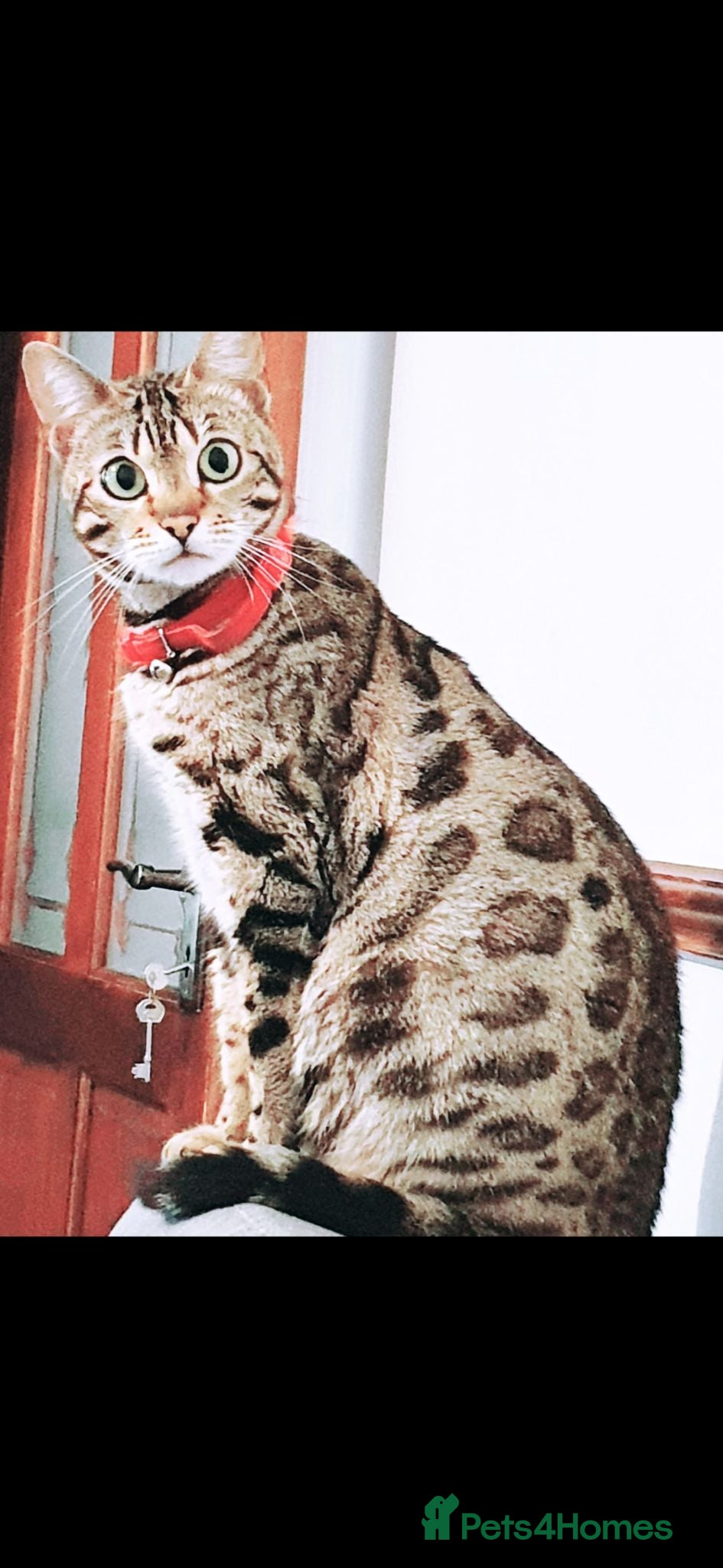 Mixed Breed cats Half bengal kittens - Advert 1