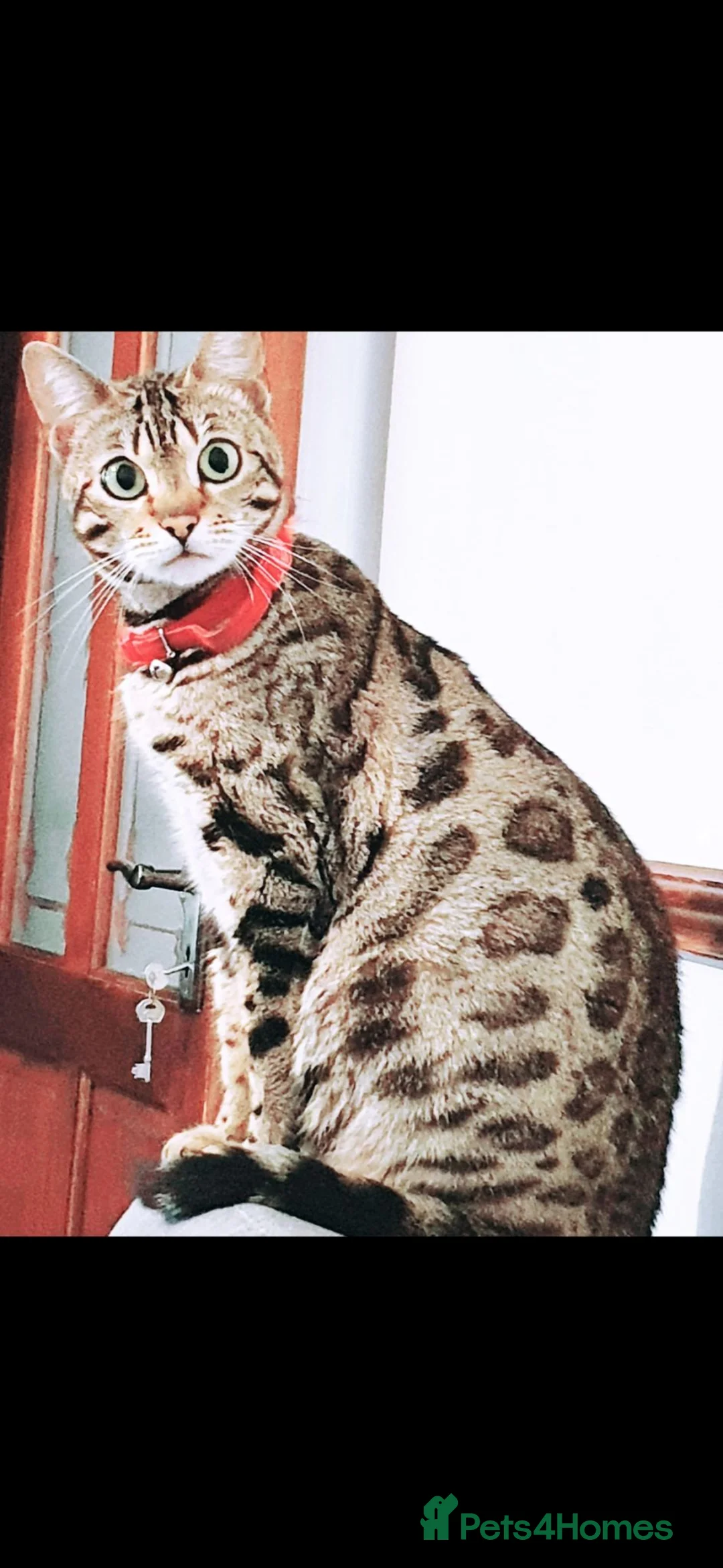 Mixed Breed cats for sale: Half bengal kittens - Advert 1