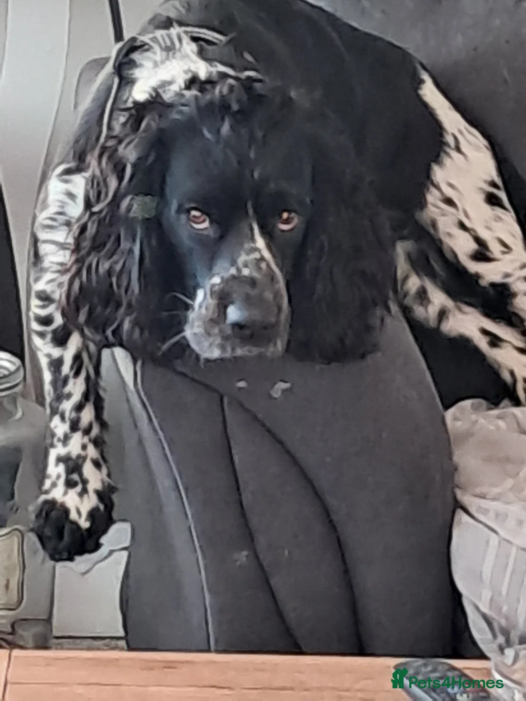 Cocker Spaniel dogs for stud: Cocker spaniel for stud - Advert 5