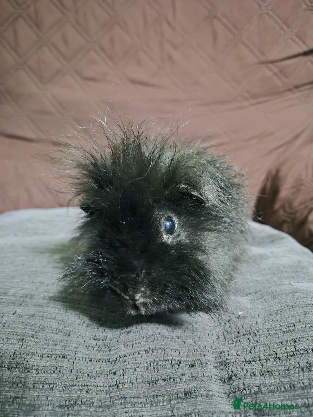 Guinea Pig rodents for sale: Sweet boy needs rehoming - Advert 2