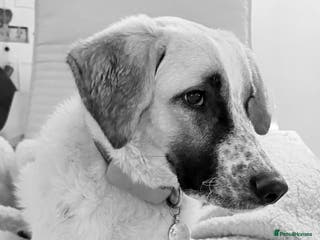 Mixed Breed dogs Amara: Beautiful Soul Seeking a Family to Love - Advert 21