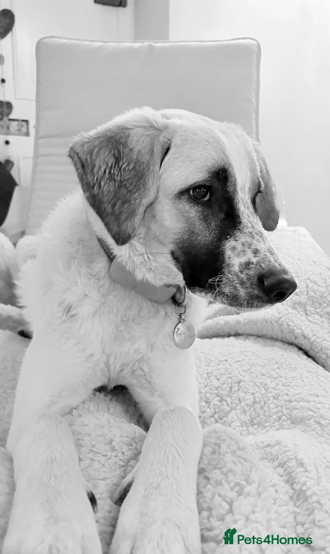 Mixed Breed dogs for adoption: Amara: Beautiful Soul Seeking a Family to Love - Advert 2