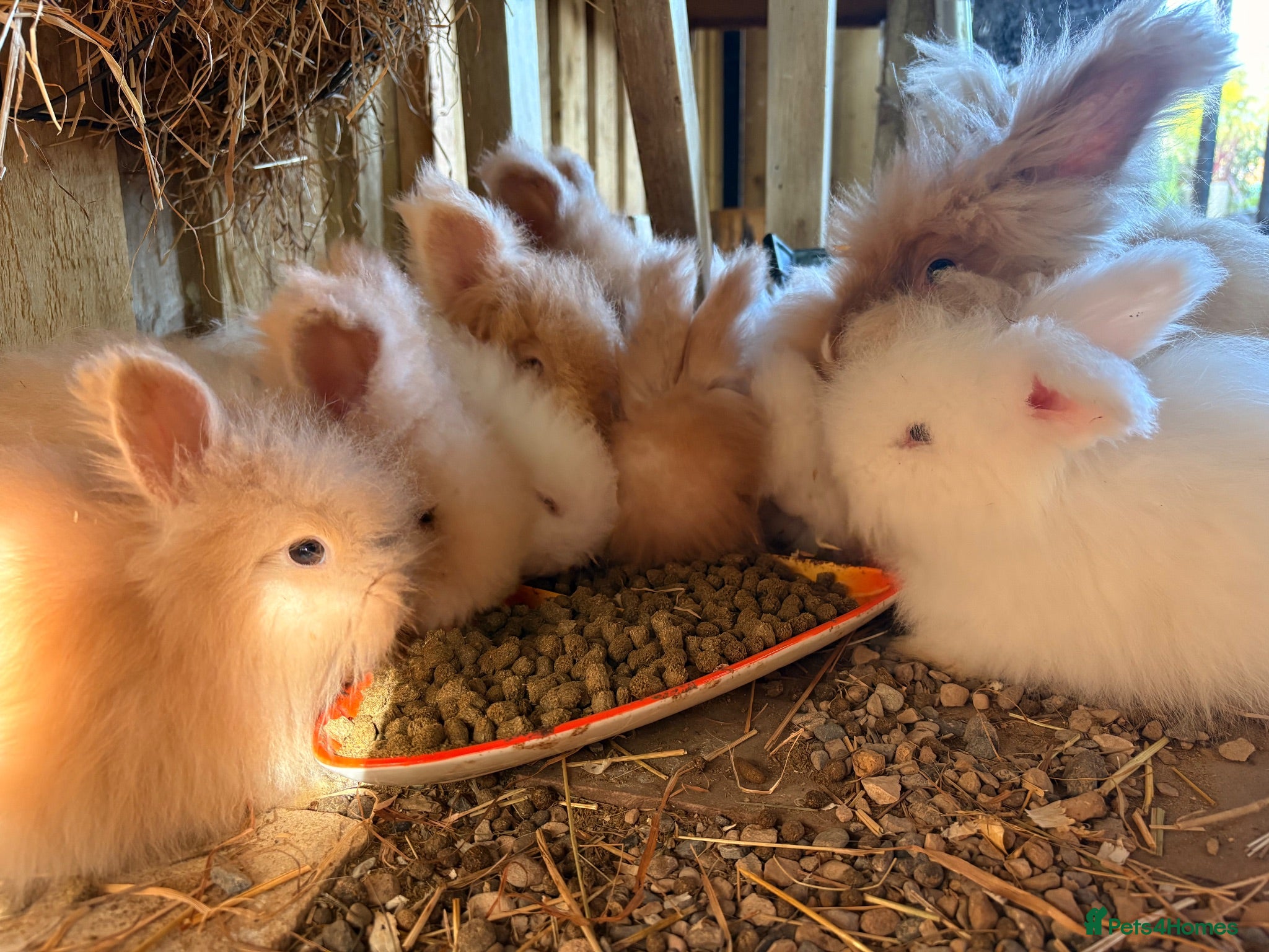Angora rabbits Beautiful full faced Cream & white angora babies  - Advert 1
