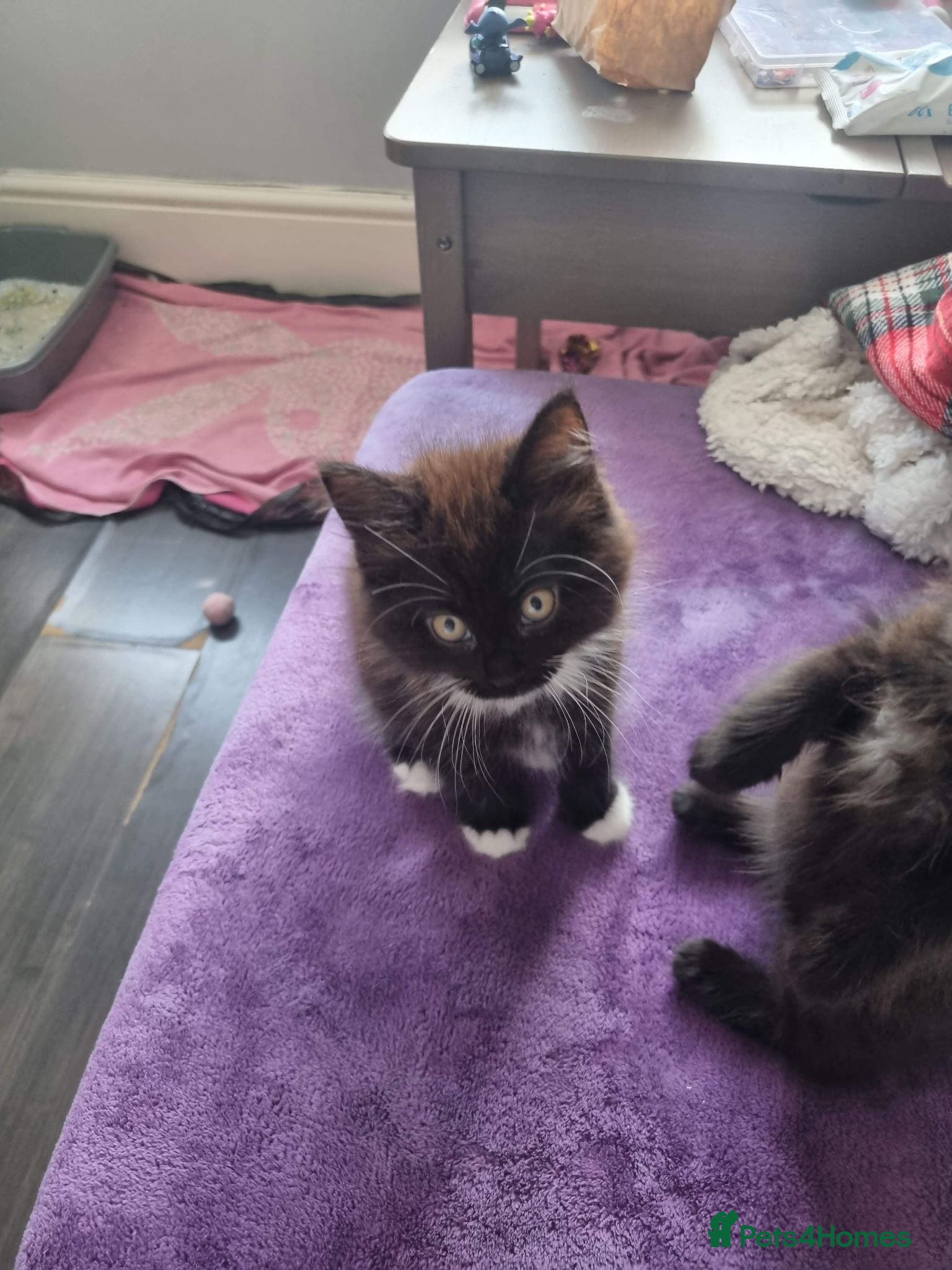 Mixed Breed cats Lovely kittens  - Advert 1