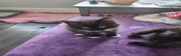 Mixed Breed cats for sale: Lovely kittens  - Advert 1