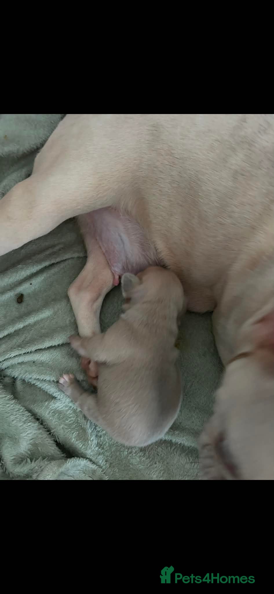 French Bulldog dogs French bulldog puppies 🐶  - Advert 6
