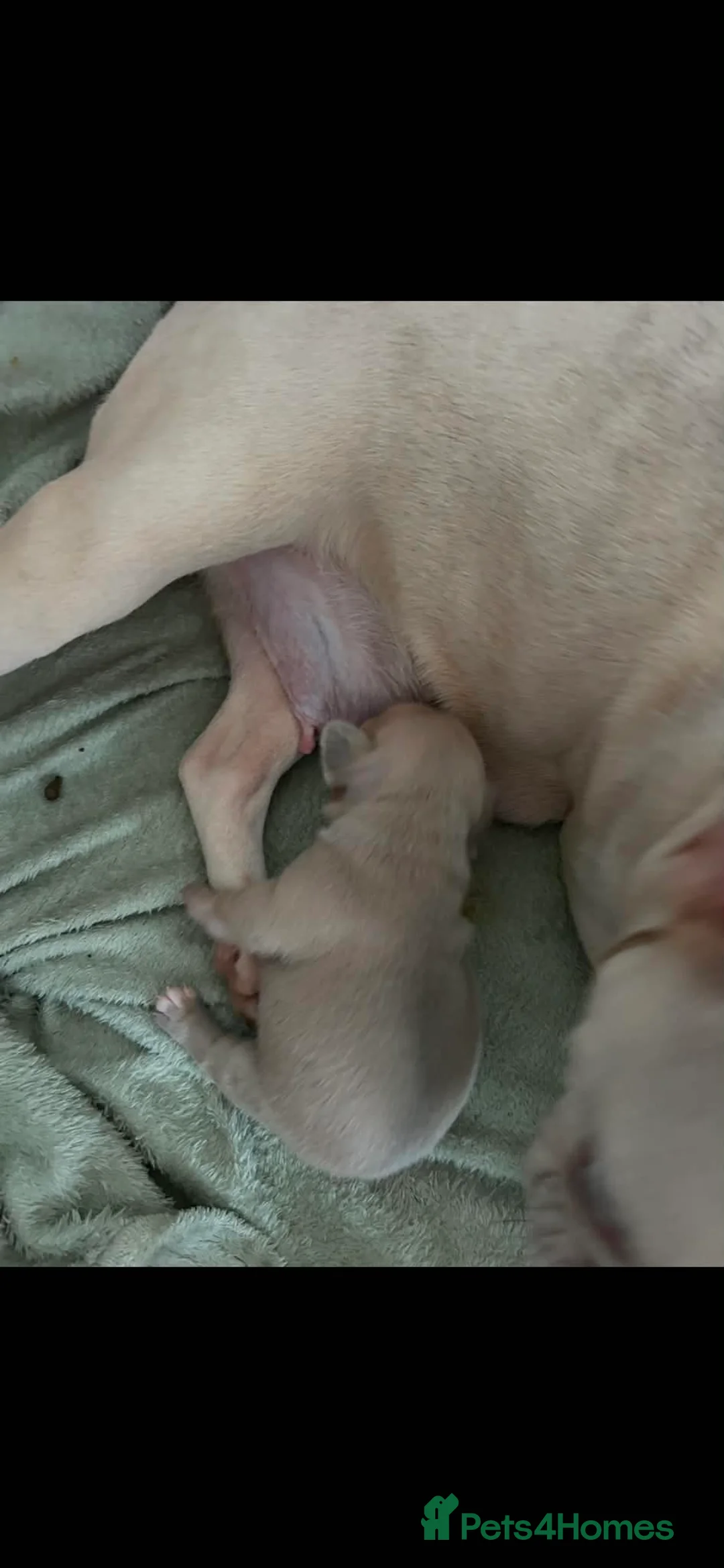 French Bulldog dogs for sale: French bulldog puppies 🐶  in Durham - Advert 1