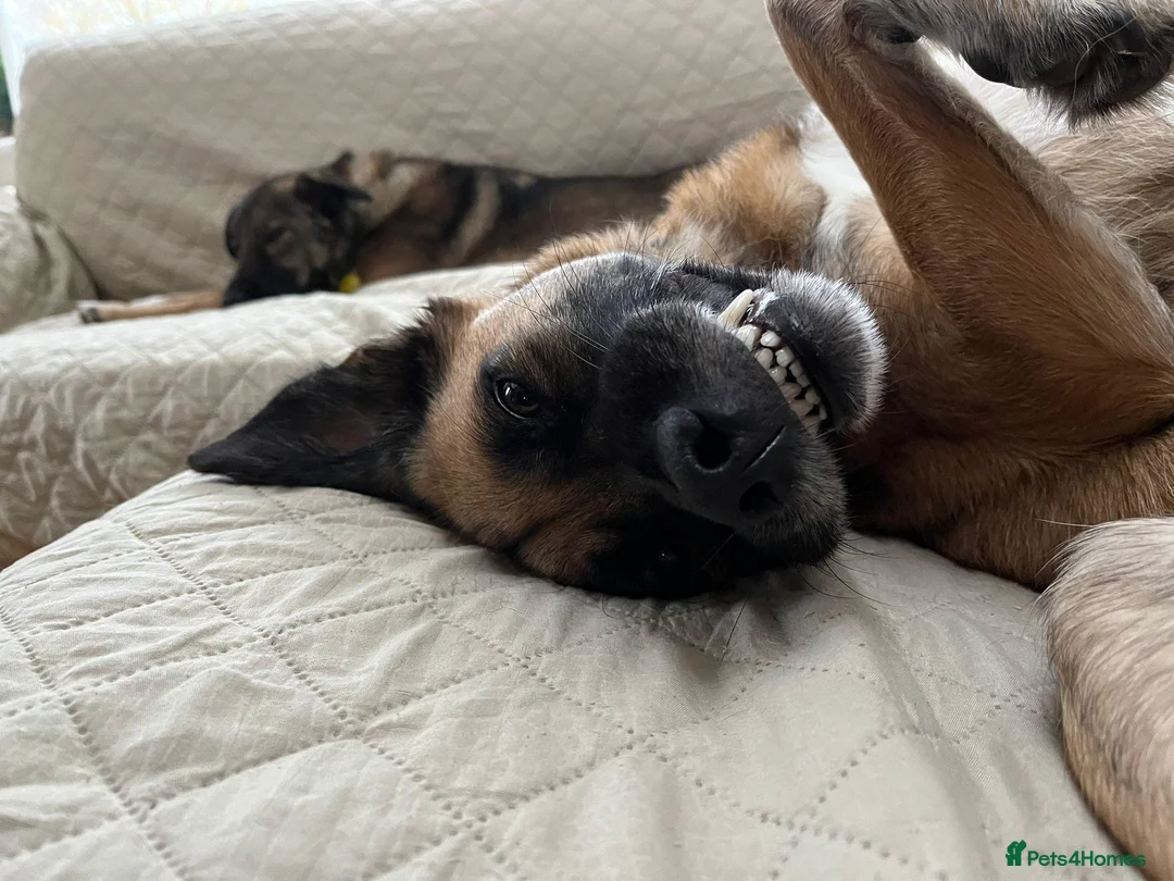 Mixed Breed dogs for adoption: Maple - Advert 2