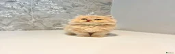 Persian cats for sale: Beautiful Long-Haired Persian Kittens - PKD neg - Advert 12