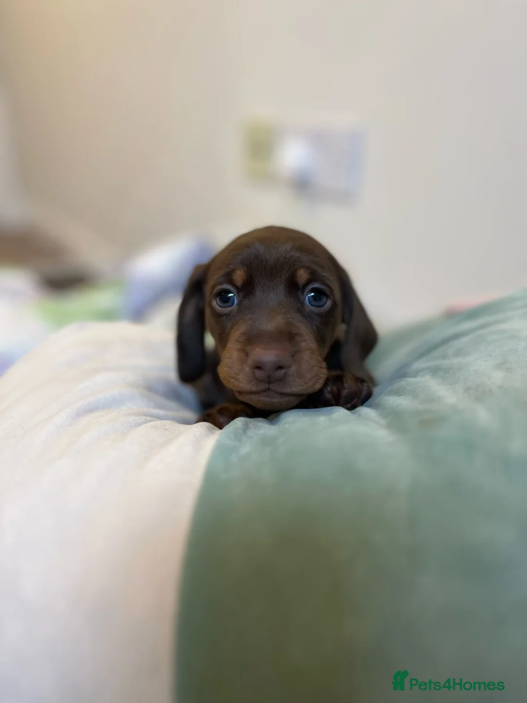 Miniature Dachshund dogs for sale: . Mini Dutch Hound Pups – Choc & Dapple - Advert 15