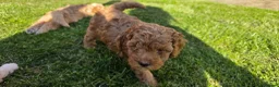 Cockapoo dogs for sale: 1 F1BB Health Tested Toy Cockapoo Left!  - Advert 18
