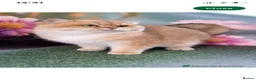 British Shorthair cats for sale: Beautiful BSH BLH NY12 kittens - Advert 19