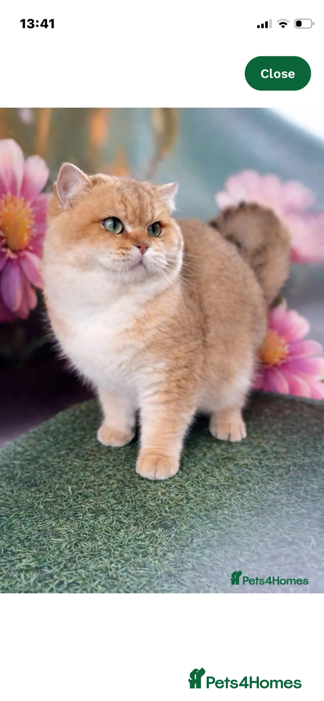 British Shorthair cats for sale: Beautiful BSH BLH NY12 kittens - Advert 19