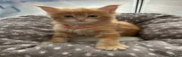 Maine Coon cats for sale: Stunning Red Kittens TICA reg  - Advert 18